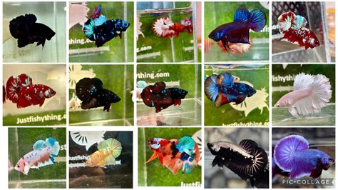 betta fish store|Best show quality bettas for sale online in U.S. – JustFishyThing.